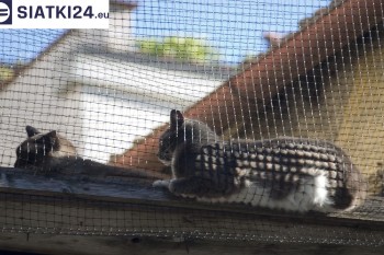 Siatki Drezdenko - Siatka na balkony dla kota i zabezpieczenie dzieci dla terenów Drezdenka